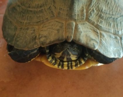SI TE ENCUENTRAS UNA TORTUGA EXÓTICA INVASORA PUEDES TRAÉRNOSLA AL AULA AMBIENTAL DE GETXO