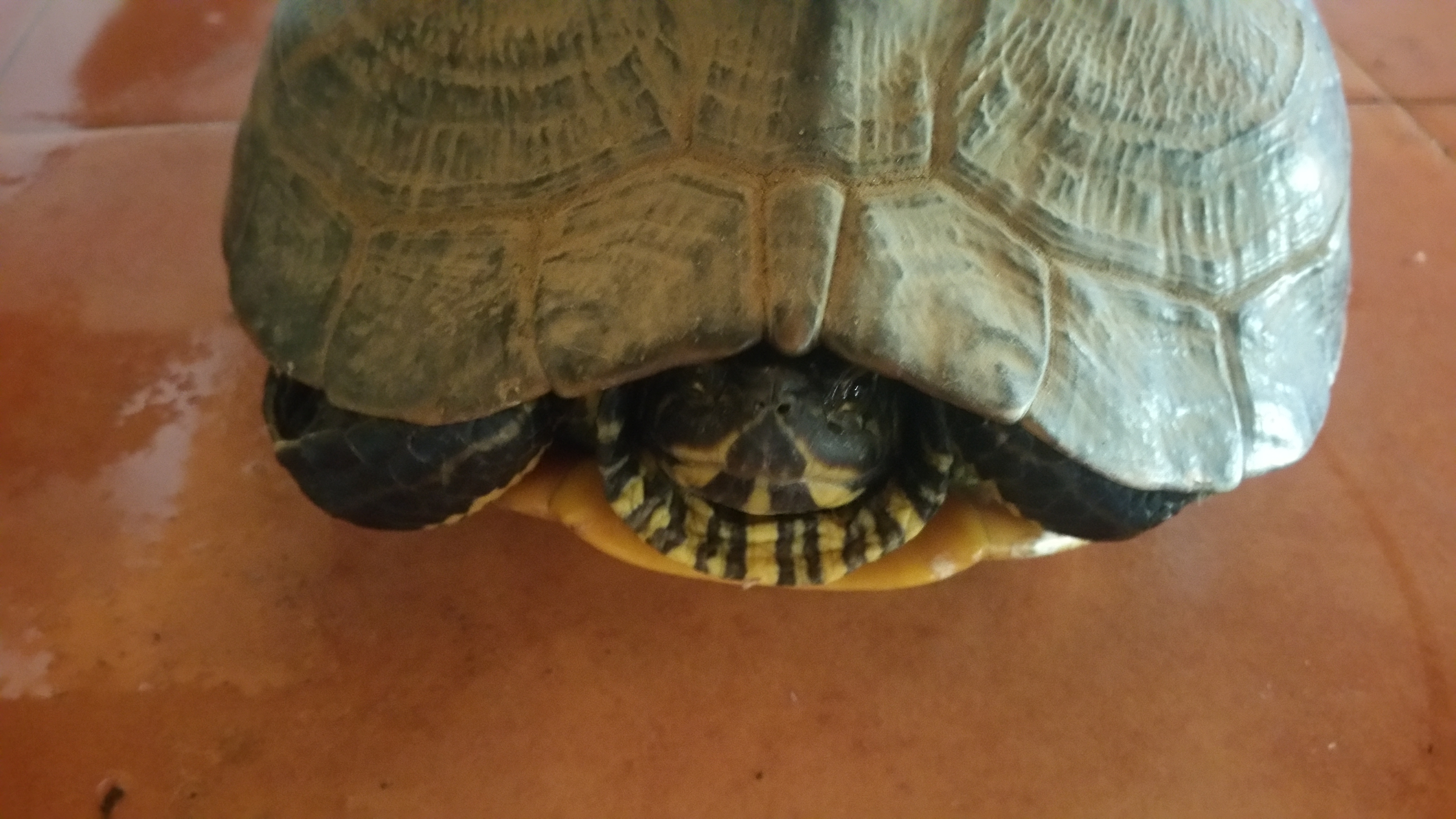 DORTOKA EXOTIKO INBADITZAILE BAT TOPATZEN BADUZU EKARRI AHAL DIGUZU