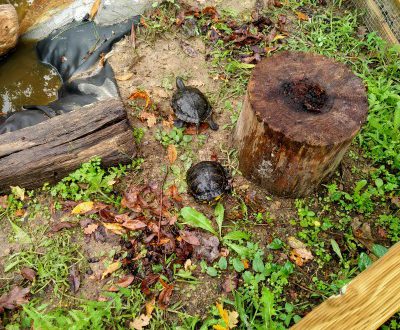 Una charca para tortugas, nuevo recurso inaugurado en el Aula Ambiental