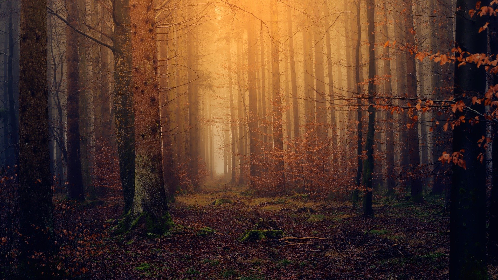 EL BOSQUE COLABORATIVO DEL AULA AMBIENTAL