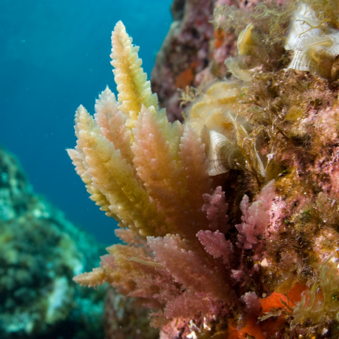 Asparagopsis taxiformis alga inbaditzailea aurkitu dute lehen aldiz Bartzelonako kostaldean