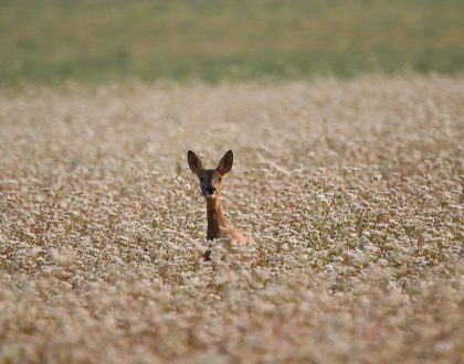 Reaparecen varias especies extintas