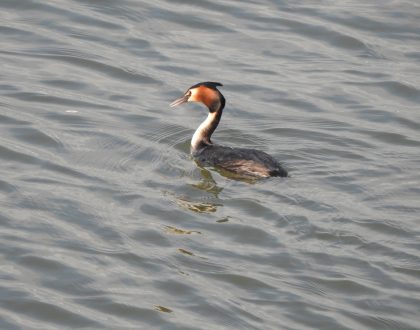 Observación de Aves en el Abra Getxotarra, febrero de 2024 (GETXONATURA, CONÓCELA y CONSÉRVALA)