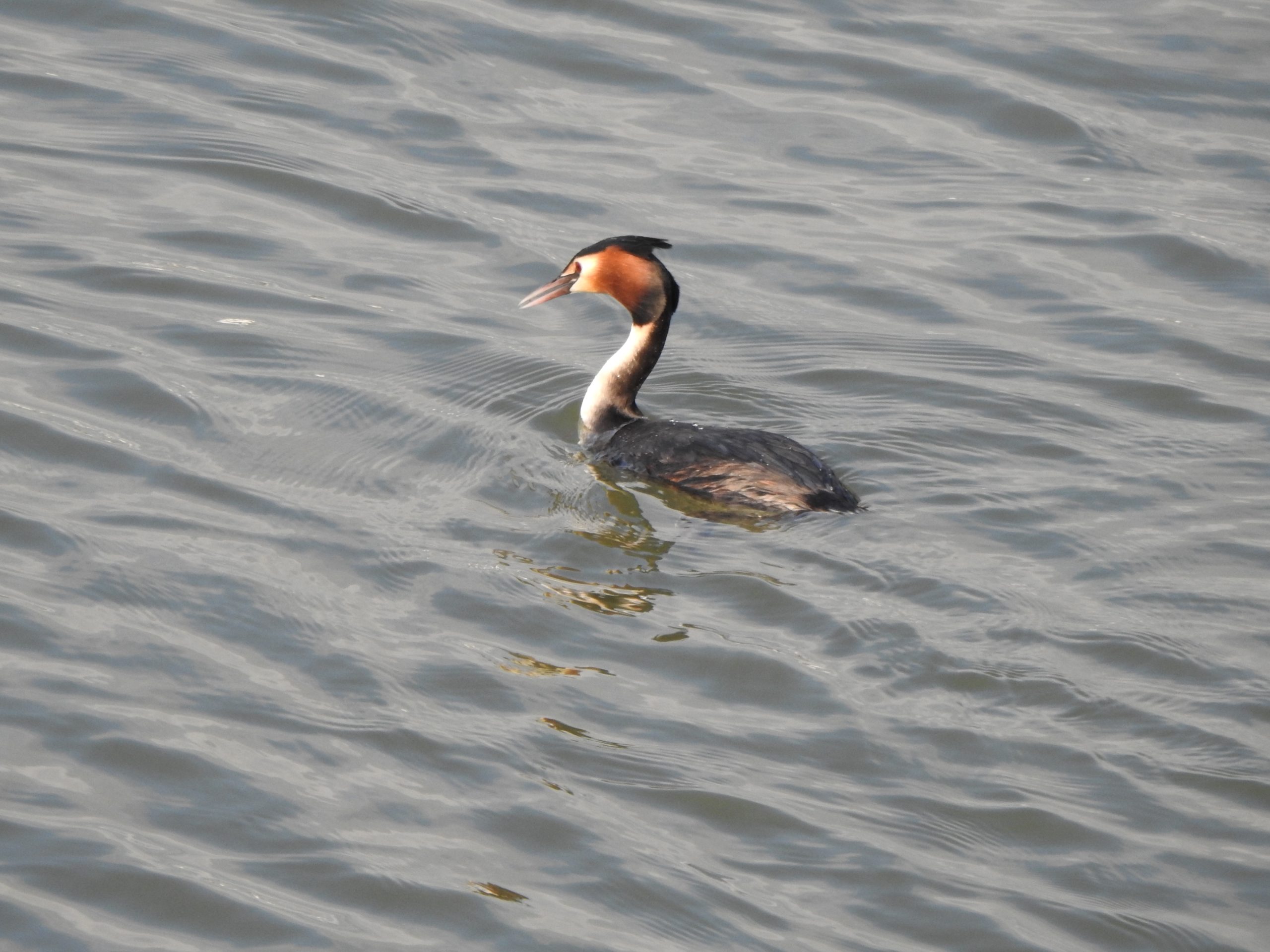 Observación de Aves en el Abra Getxotarra, febrero de 2024 (GETXONATURA, CONÓCELA y CONSÉRVALA)