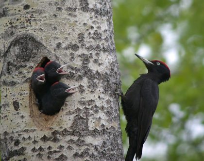 Localizada en Getxo una nueva especie de ave reproductora: el picamaderos negro