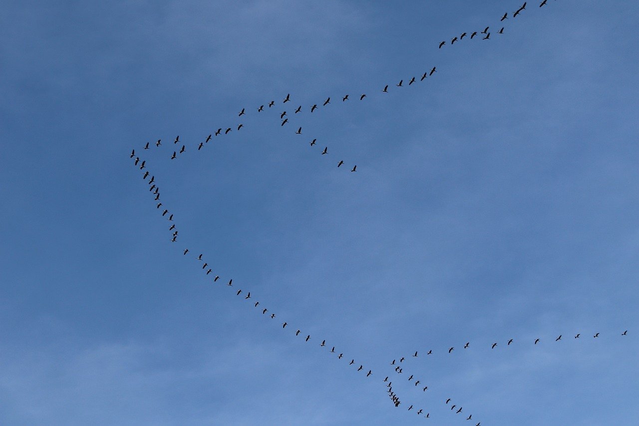 DÍA MUNDIAL DE LAS AVES MIGRATORIAS