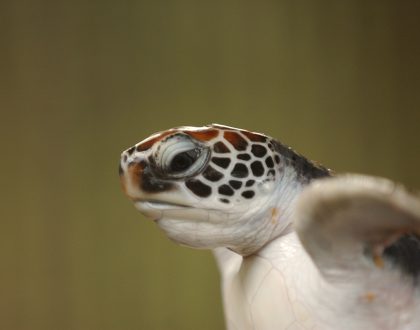Un operario de limpieza encuentra una tortuga boba (Caretta caretta) en la playa de Ereaga