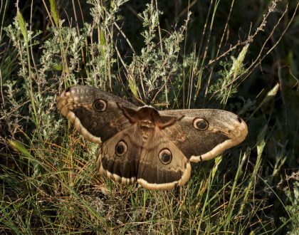 Talleres de campo para conocer las mariposas diurnas y nocturnas de Getxo