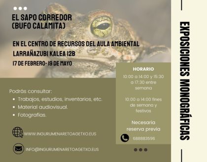 Nueva exposición monográfica en el Centro de Recursos: el sapo corredor
