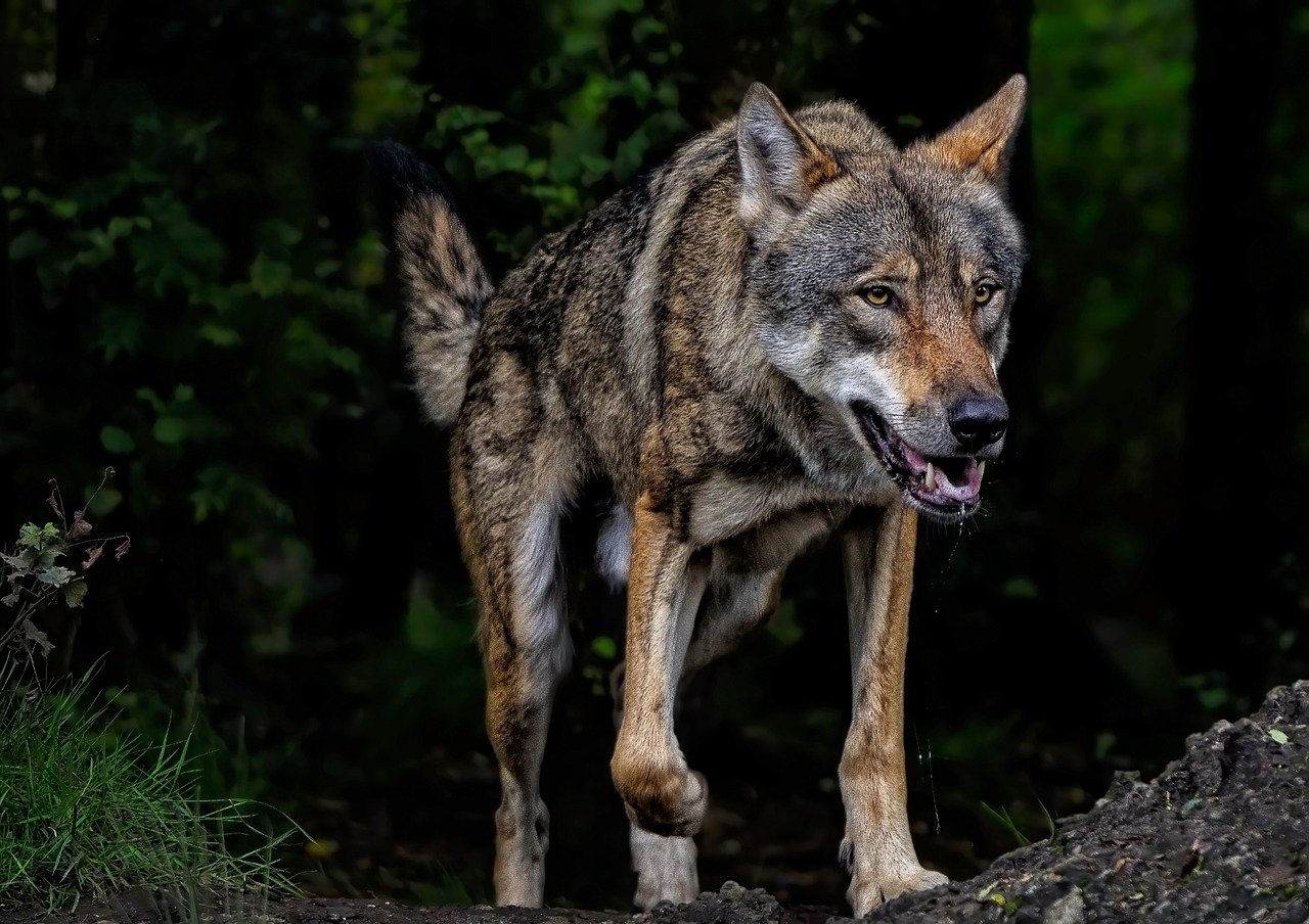 SE REBAJA LA PROTECCIÓN DEL LOBO EN EUROPA