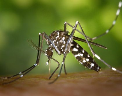 EL MOSQUITO TIGRE SE ESTABLECE EN EL NORTE DE NAVARRA