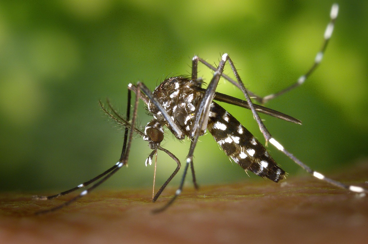 EL MOSQUITO TIGRE SE ESTABLECE EN EL NORTE DE NAVARRA