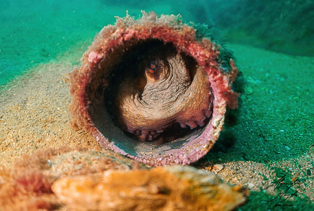 Nueva exposición fotográfica temporal: Fauna submarina del Cantábrico: un mundo que late en silencio