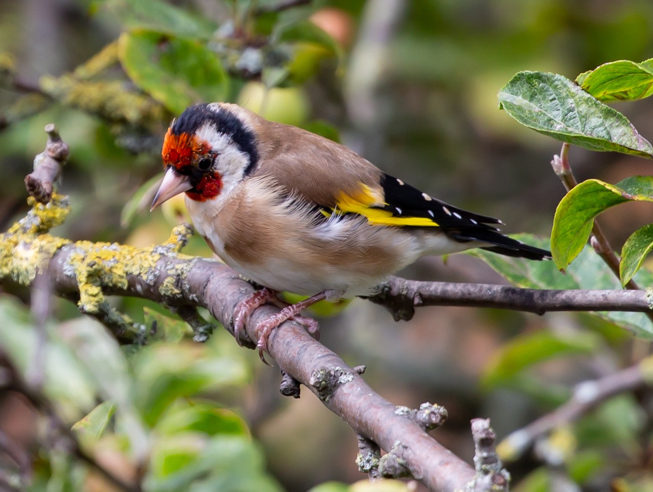 El jilguero europeo (Carduelis carduelis), elegida Ave del Año 2026