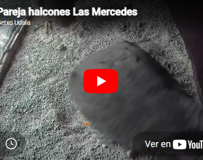 El Ayuntamiento ha instalado una caja nido monitorizada en la torre de la iglesia de las Mercedes para el seguimiento de una pareja de halcones peregrinos