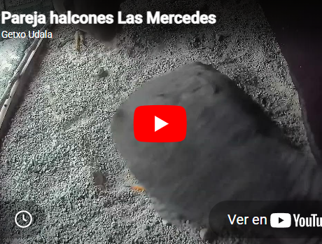 El Ayuntamiento ha instalado una caja nido monitorizada en la torre de la iglesia de las Mercedes para el seguimiento de una pareja de halcones peregrinos