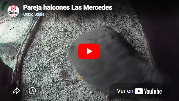 El Ayuntamiento ha instalado una caja nido monitorizada en la torre de la iglesia de las Mercedes para el seguimiento de una pareja de halcones peregrinos